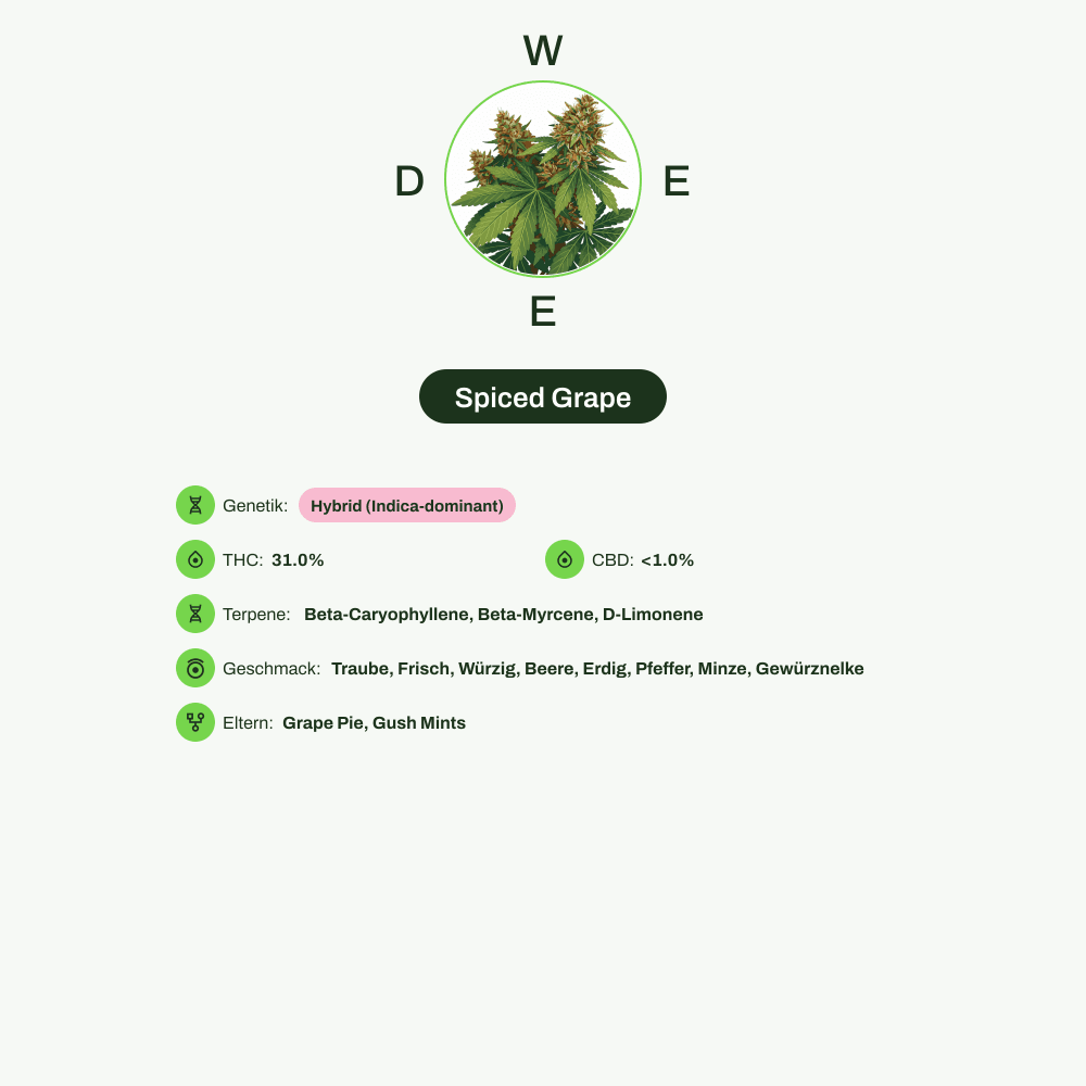 Infografik über THC-Gehalt, CBD-Gehalt, Terpene, Wirkungen, Geschmack von Spiced Grape