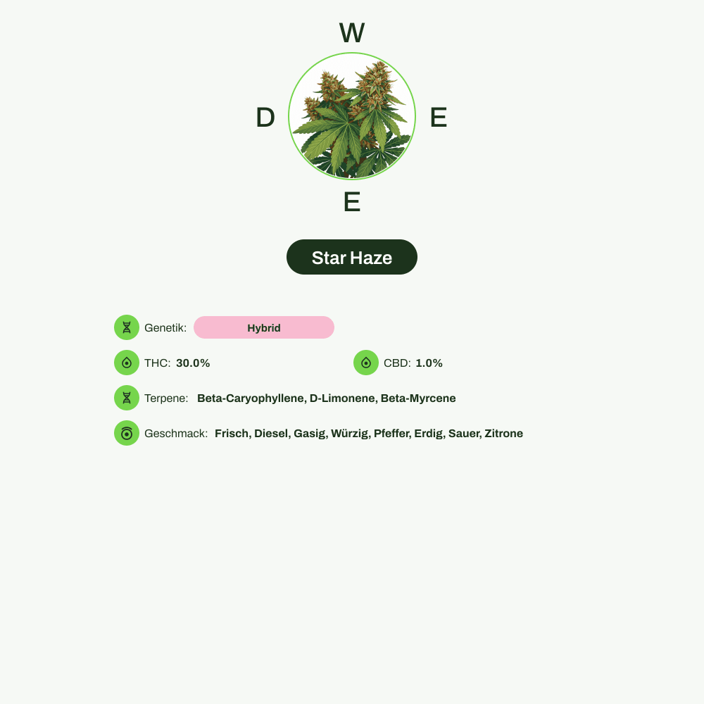 Infografik über THC-Gehalt, CBD-Gehalt, Terpene, Wirkungen, Geschmack von Star Haze