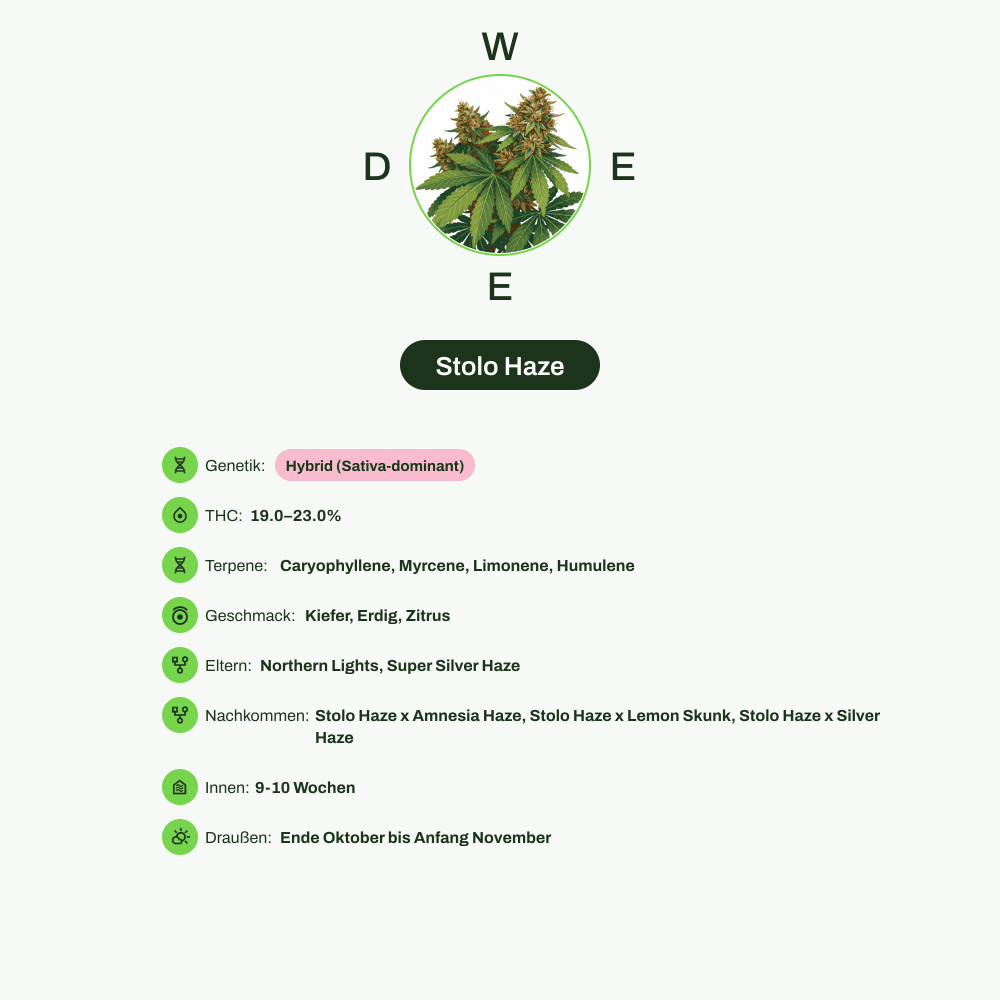 Infografik über THC-Gehalt, CBD-Gehalt, Terpene, Wirkungen, Geschmack von Stolo Haze