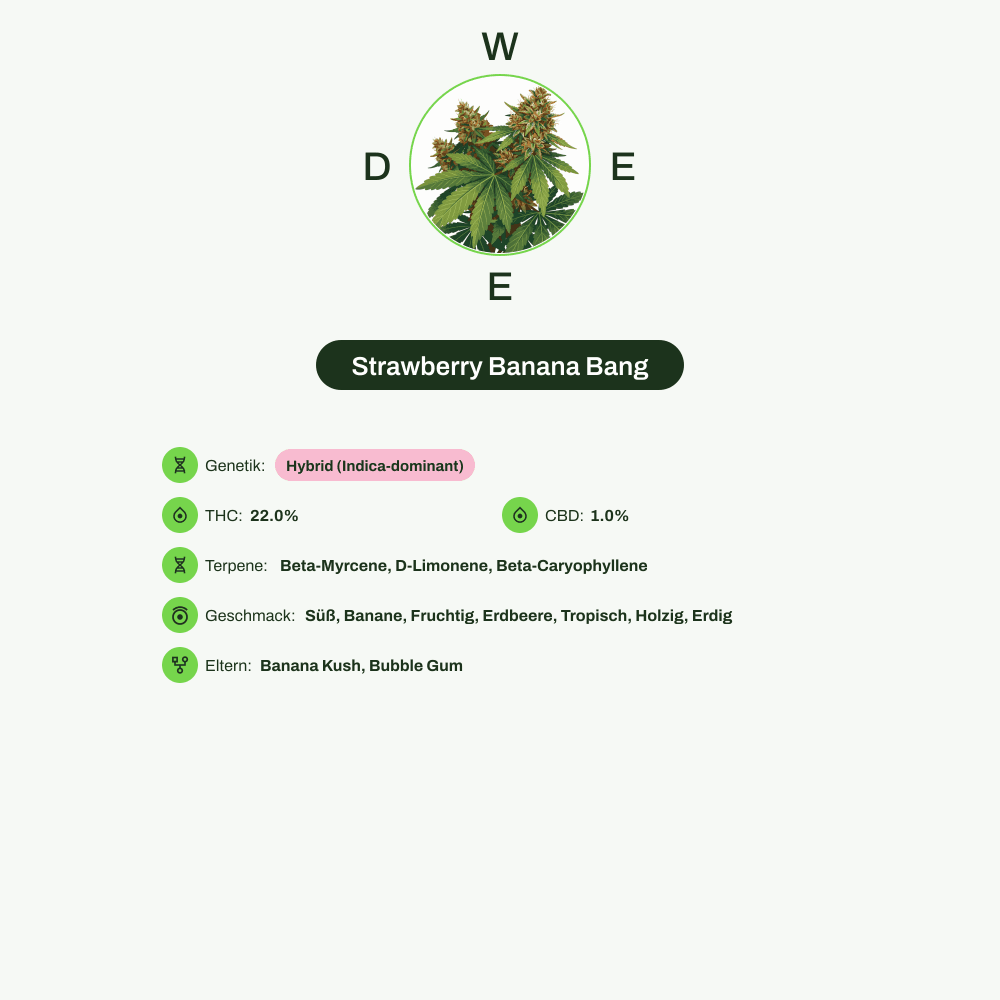 Infografik über THC-Gehalt, CBD-Gehalt, Terpene, Wirkungen, Geschmack von Strawberry Banana Bang