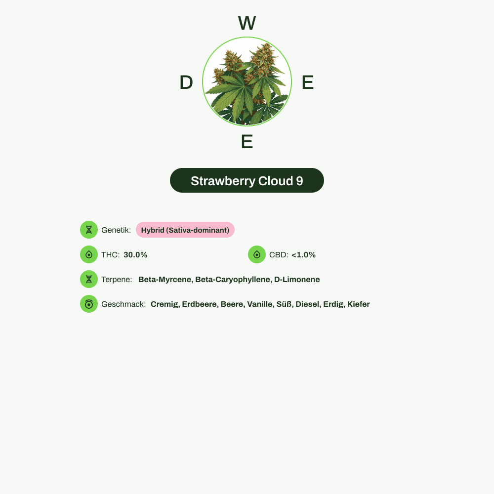 Infografik über THC-Gehalt, CBD-Gehalt, Terpene, Wirkungen, Geschmack von Strawberry Cloud 9