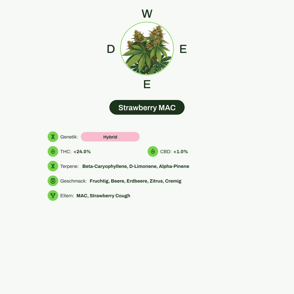 Infografik über THC-Gehalt, CBD-Gehalt, Terpene, Wirkungen, Geschmack von Strawberry MAC