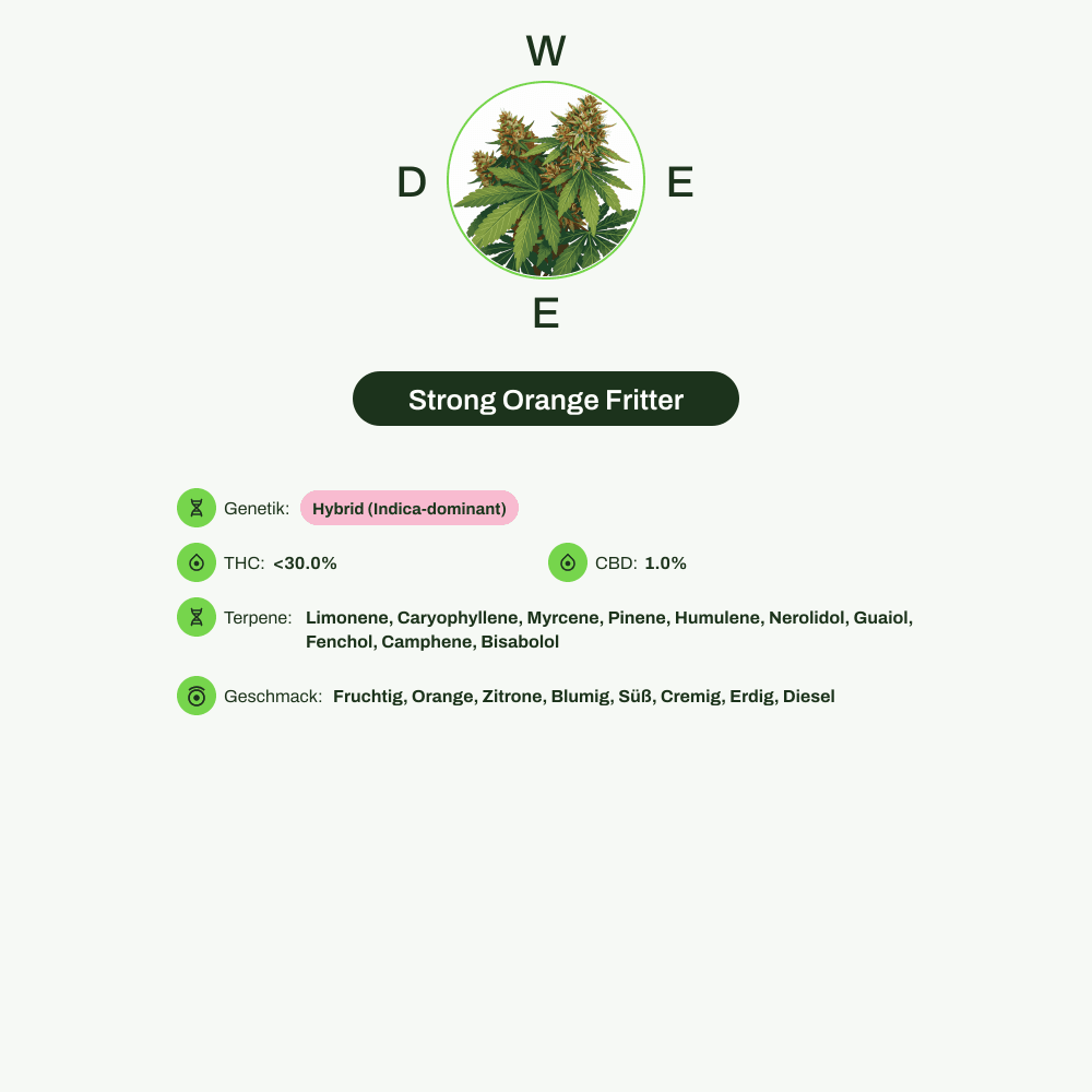 Infografik über THC-Gehalt, CBD-Gehalt, Terpene, Wirkungen, Geschmack von Strong Orange Fritter