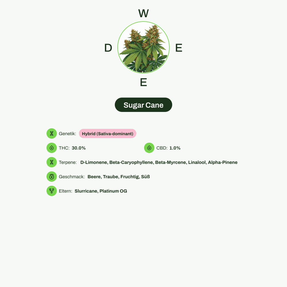 Infografik über THC-Gehalt, CBD-Gehalt, Terpene, Wirkungen, Geschmack von Sugar Cane