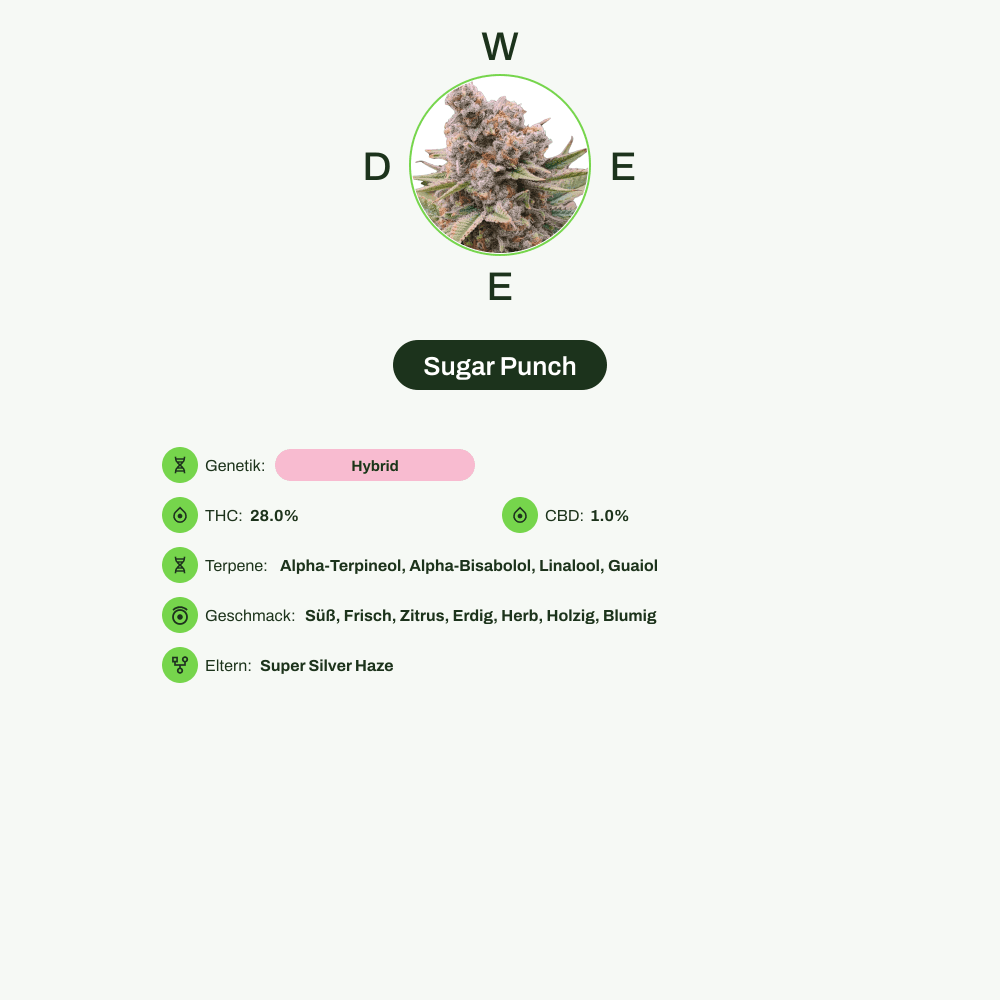 Infografik über THC-Gehalt, CBD-Gehalt, Terpene, Wirkungen, Geschmack von Sugar Punch