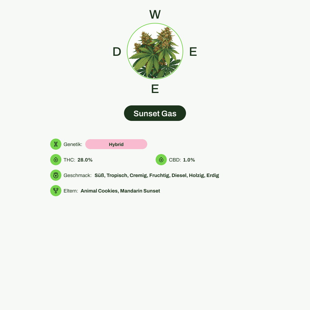 Infografik über THC-Gehalt, CBD-Gehalt, Wirkungen, Geschmack von Sunset Gas