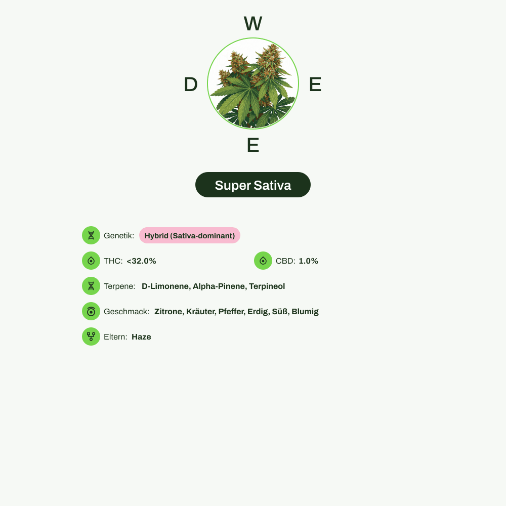 Infografik über THC-Gehalt, CBD-Gehalt, Terpene, Wirkungen, Geschmack von Super Sativa