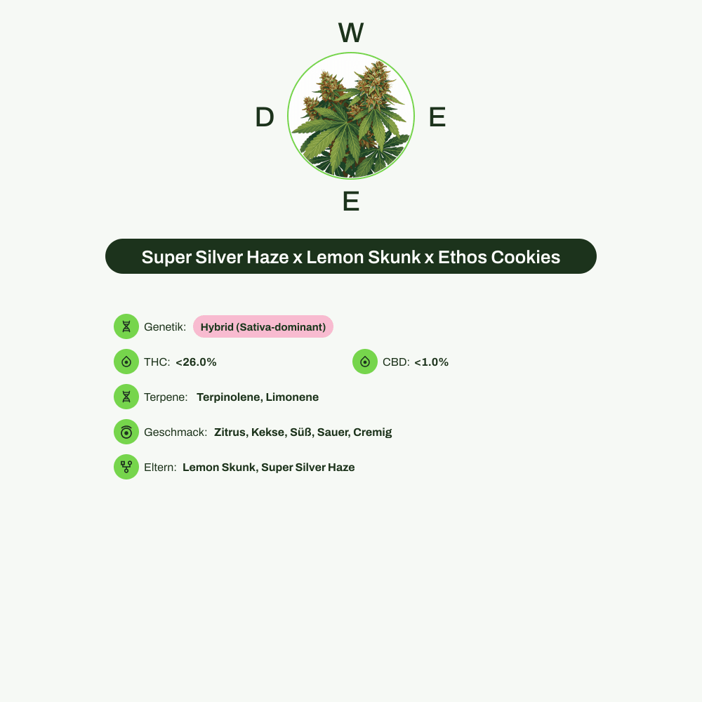 Infografik über THC-Gehalt, CBD-Gehalt, Terpene, Wirkungen, Geschmack von Super Silver Haze x Lemon Skunk x Ethos Cookies