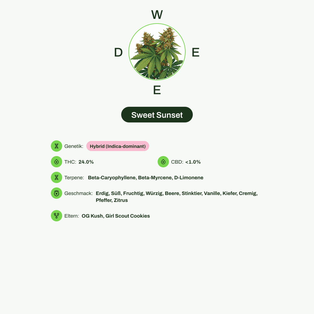 Infografik über THC-Gehalt, CBD-Gehalt, Terpene, Wirkungen, Geschmack von Sweet Sunset