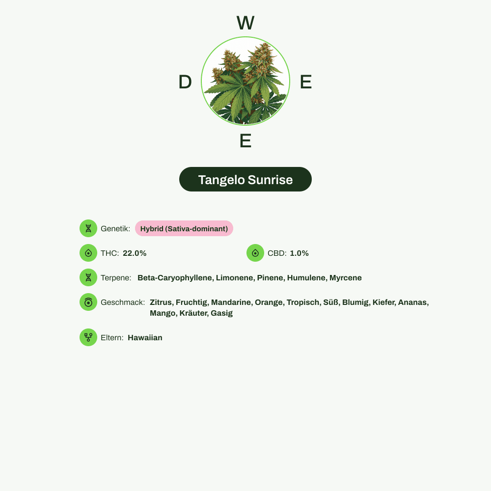 Infografik über THC-Gehalt, CBD-Gehalt, Terpene, Wirkungen, Geschmack von Tangelo Sunrise