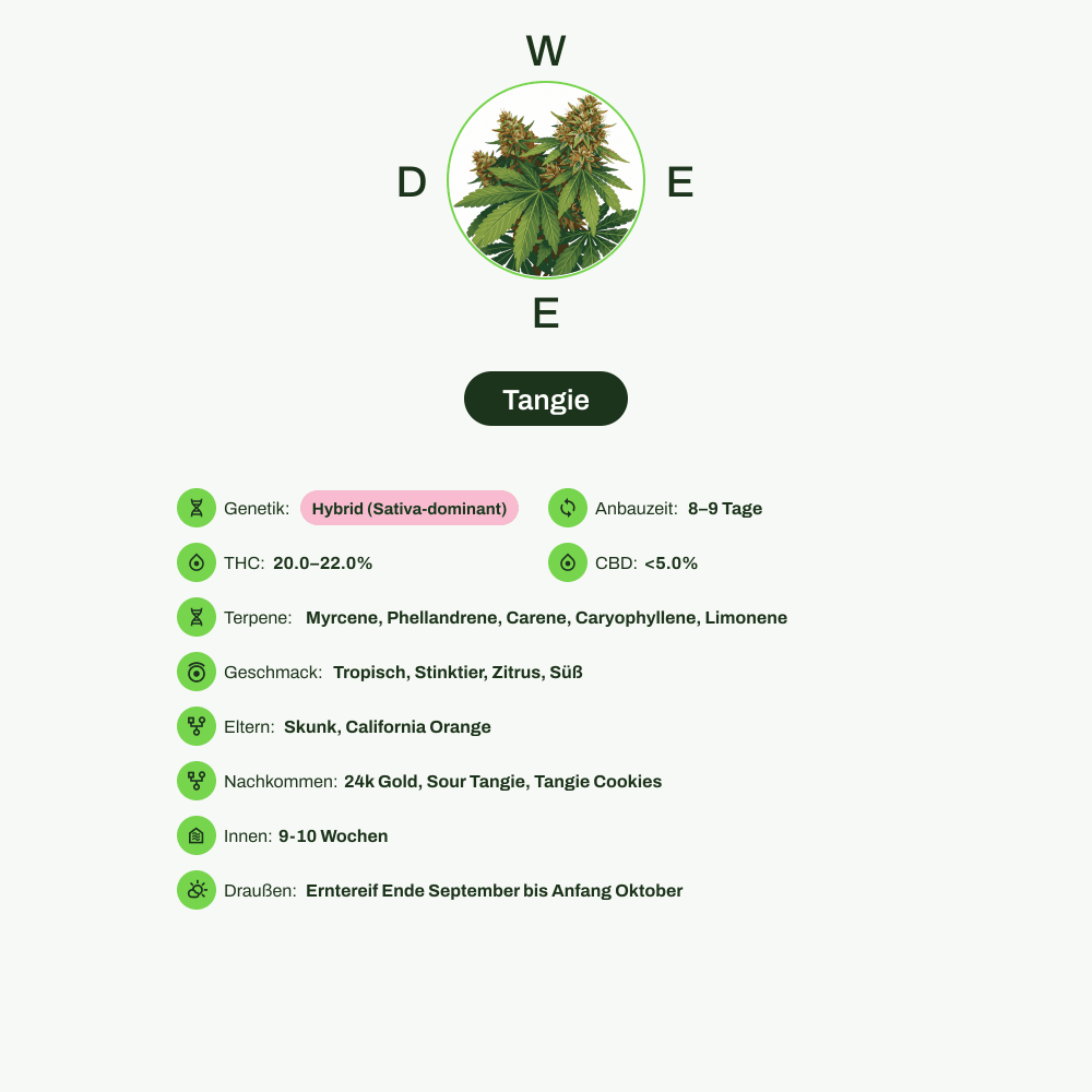 Infografik über THC-Gehalt, CBD-Gehalt, Terpene, Wirkungen, Geschmack von Tangie