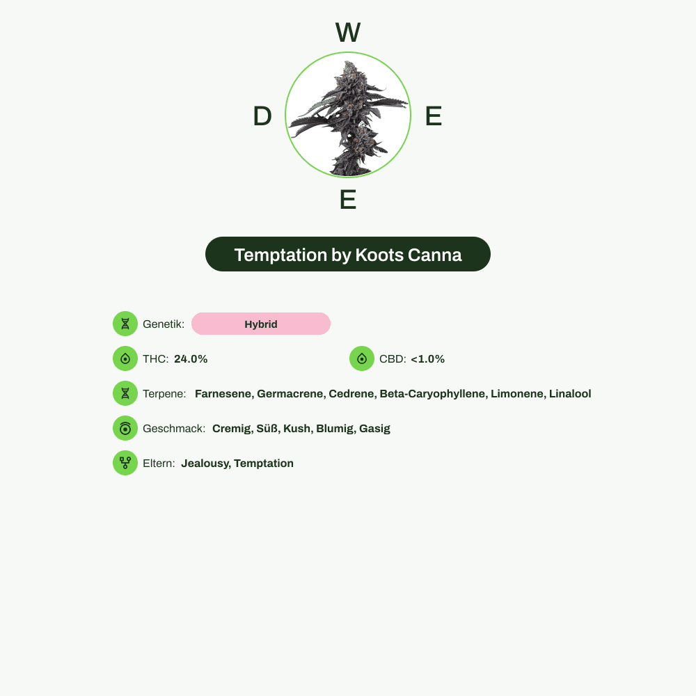 Infografik über THC-Gehalt, CBD-Gehalt, Terpene, Wirkungen, Geschmack von Temptation by Koots Canna