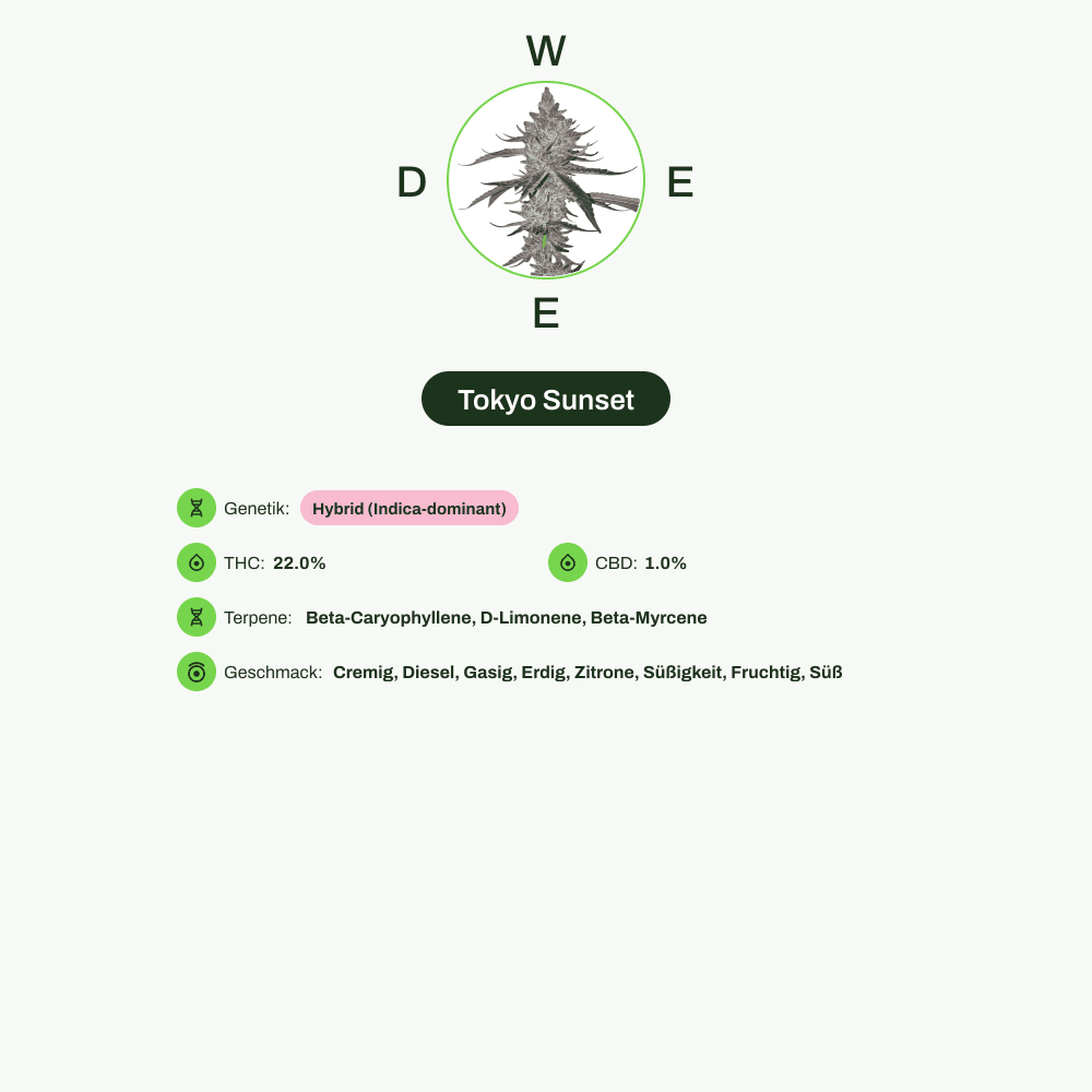Infografik über THC-Gehalt, CBD-Gehalt, Terpene, Wirkungen, Geschmack von Tokyo Sunset