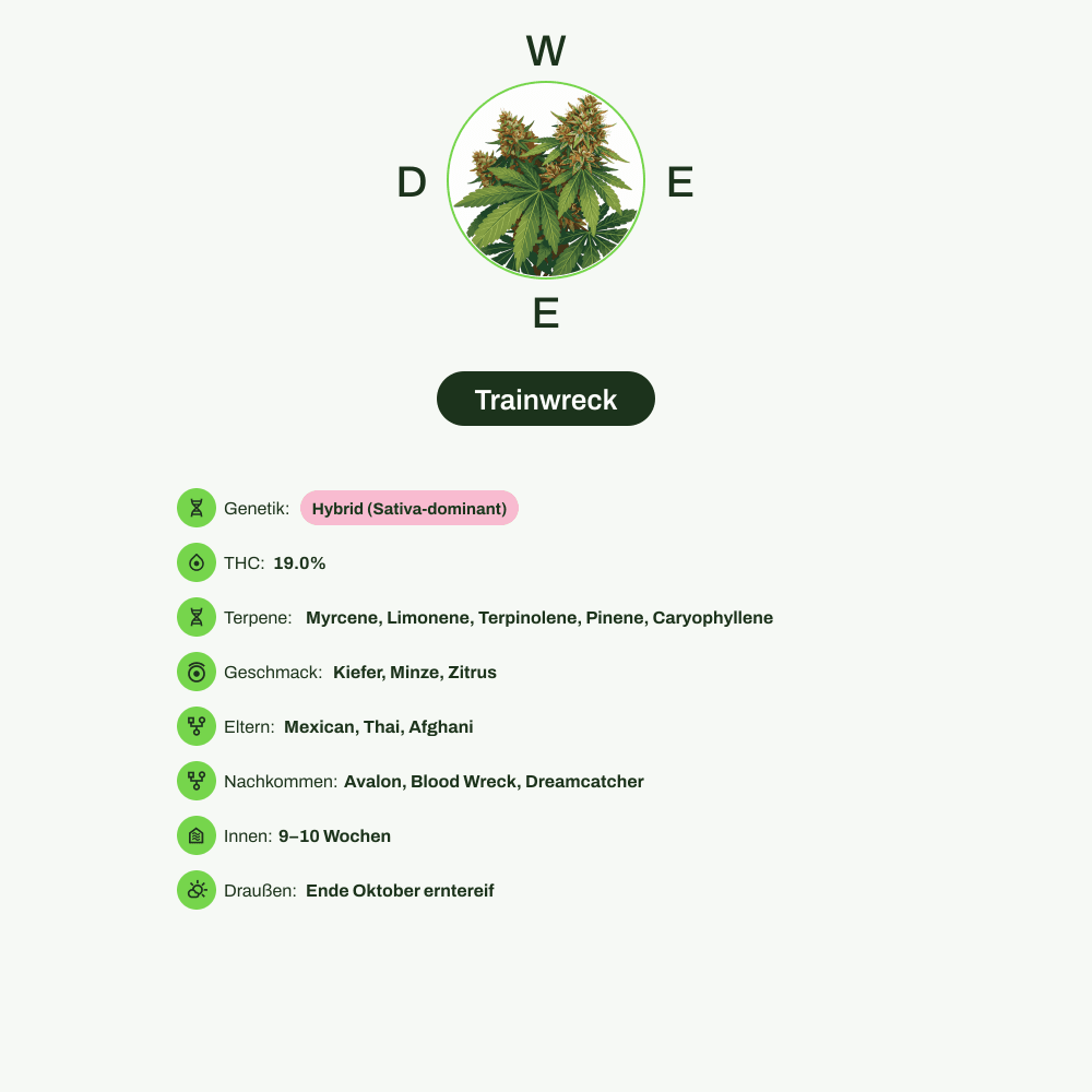 Infografik über THC-Gehalt, CBD-Gehalt, Terpene, Wirkungen, Geschmack von Trainwreck