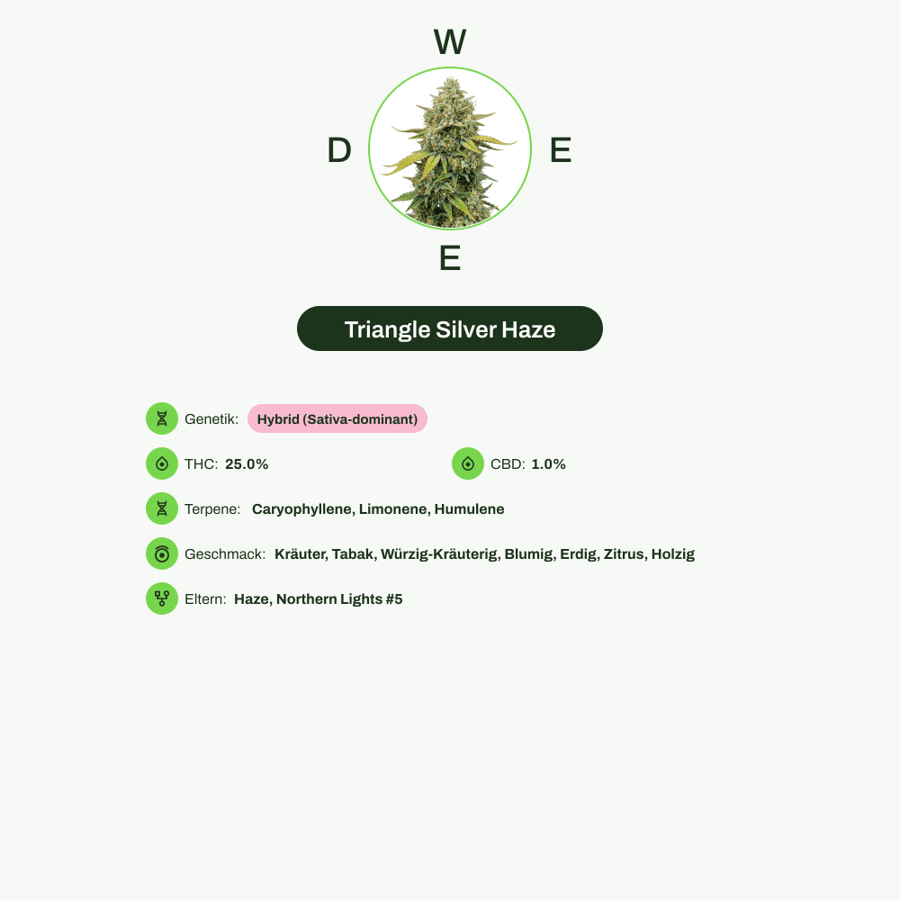 Infografik über THC-Gehalt, CBD-Gehalt, Terpene, Wirkungen, Geschmack von Triangle Silver Haze