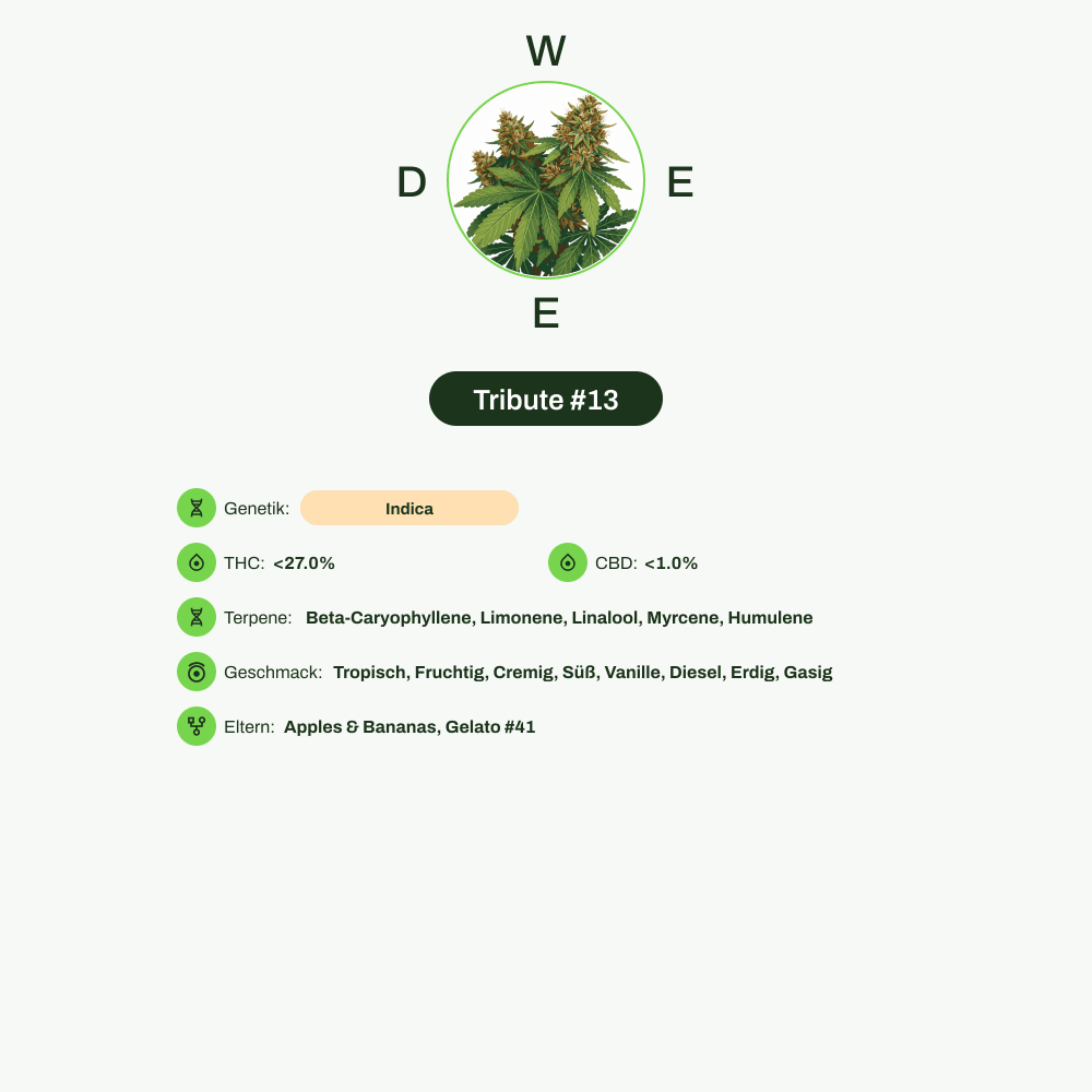 Infografik über THC-Gehalt, CBD-Gehalt, Terpene, Wirkungen, Geschmack von Tribute #13
