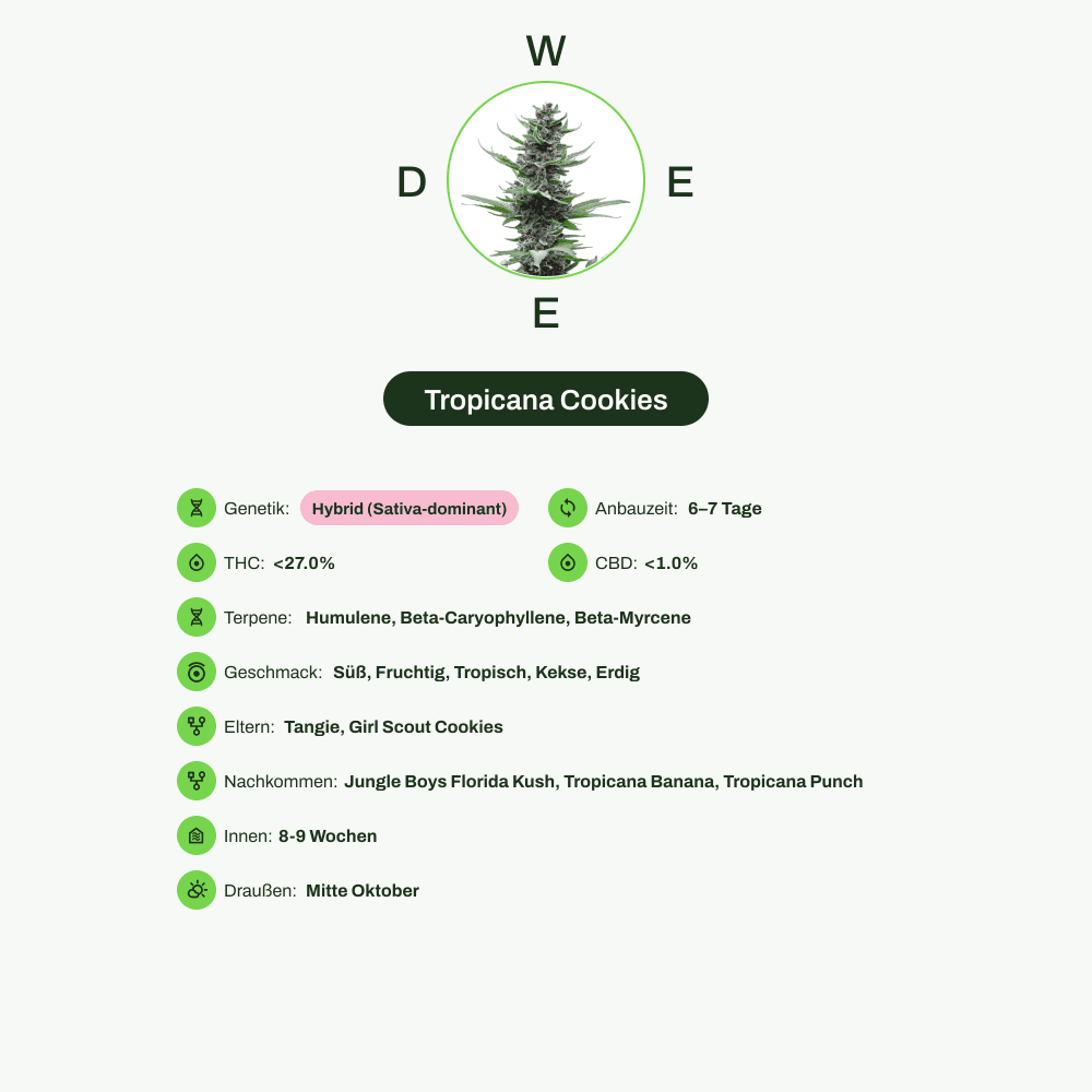 Infografik über THC-Gehalt, CBD-Gehalt, Terpene, Wirkungen, Geschmack von Tropicana Cookies