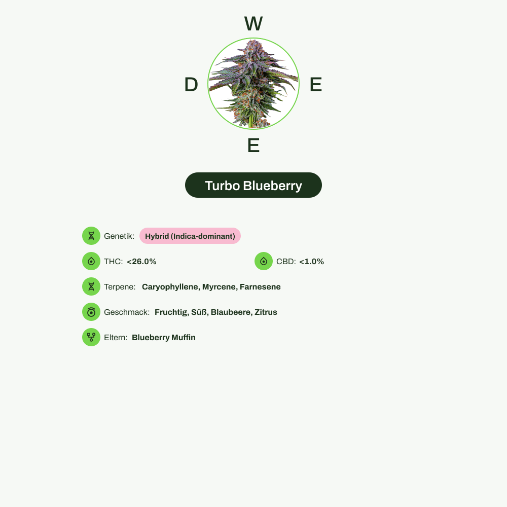 Infografik über THC-Gehalt, CBD-Gehalt, Terpene, Wirkungen, Geschmack von Turbo Blueberry
