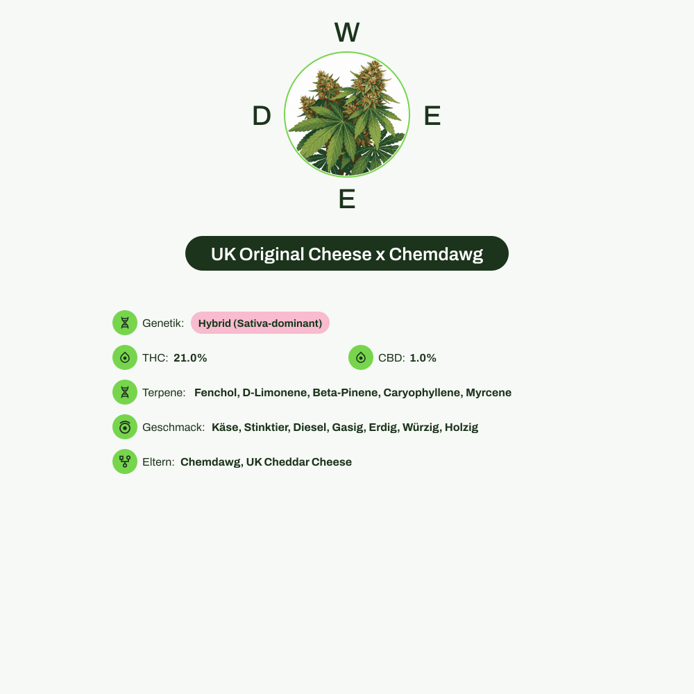 Infografik über THC-Gehalt, CBD-Gehalt, Terpene, Wirkungen, Geschmack von UK Original Cheese x Chemdawg