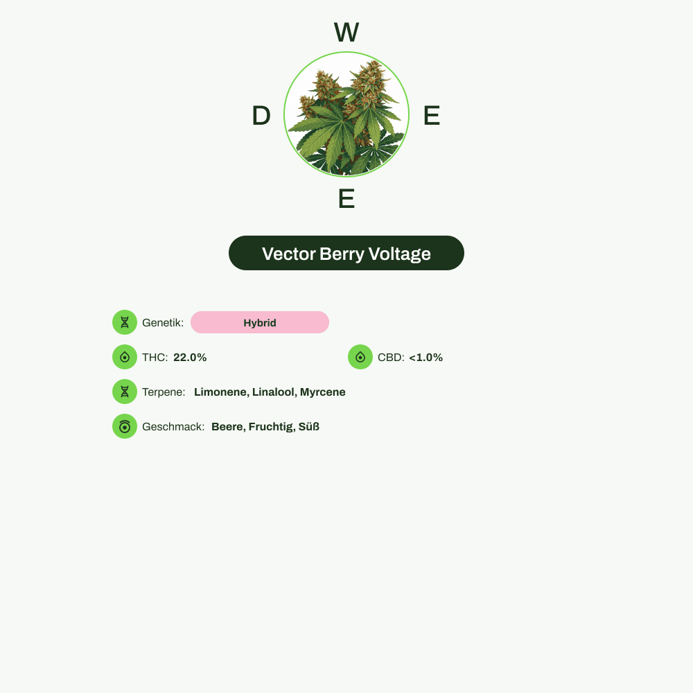 Infografik über THC-Gehalt, CBD-Gehalt, Terpene, Wirkungen, Geschmack von Vector Berry Voltage