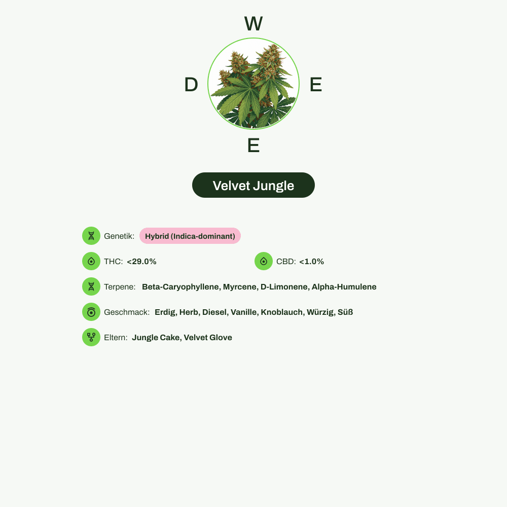 Infografik über THC-Gehalt, CBD-Gehalt, Terpene, Wirkungen, Geschmack von Velvet Jungle