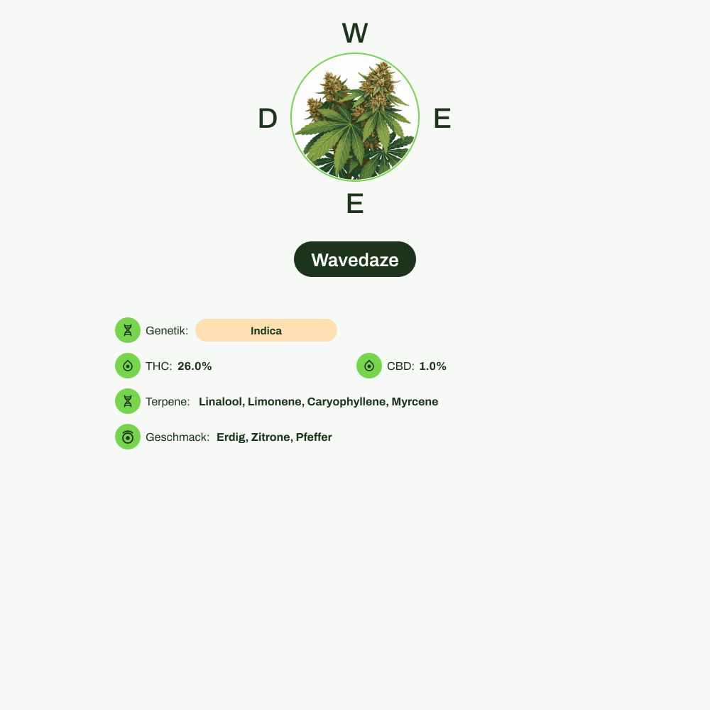Infografik über THC-Gehalt, CBD-Gehalt, Terpene, Wirkungen, Geschmack von Wavedaze