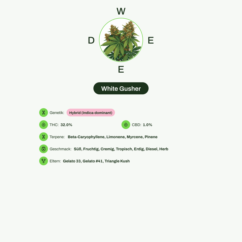 Infografik über THC-Gehalt, CBD-Gehalt, Terpene, Wirkungen, Geschmack von White Gusher