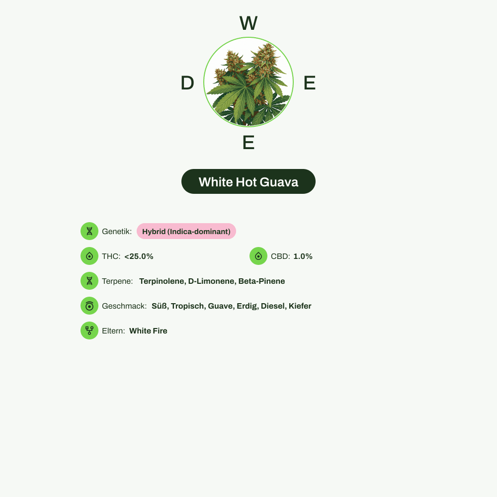 Infografik über THC-Gehalt, CBD-Gehalt, Terpene, Wirkungen, Geschmack von White Hot Guava