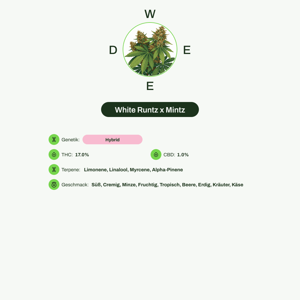 Infografik über THC-Gehalt, CBD-Gehalt, Terpene, Wirkungen, Geschmack von White Runtz x Mintz