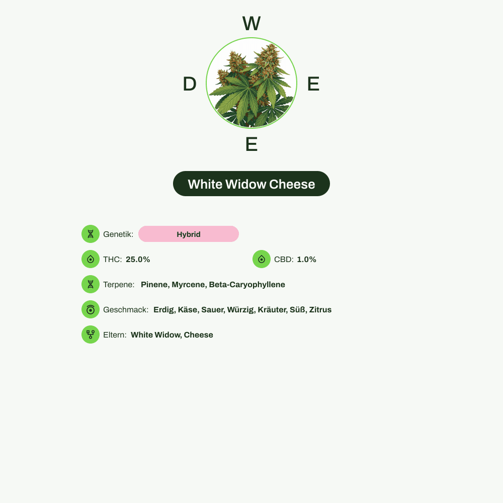 Infografik über THC-Gehalt, CBD-Gehalt, Terpene, Wirkungen, Geschmack von White Widow Cheese