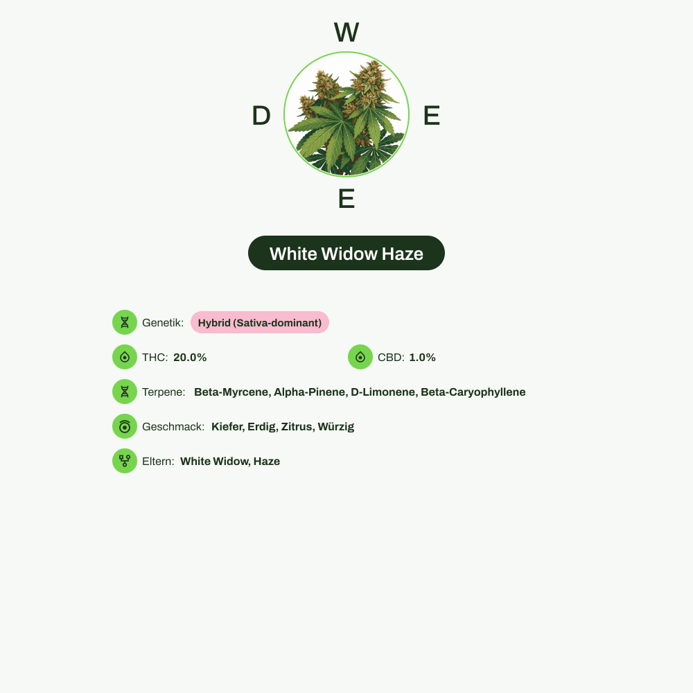 Infografik über THC-Gehalt, CBD-Gehalt, Terpene, Wirkungen, Geschmack von White Widow Haze