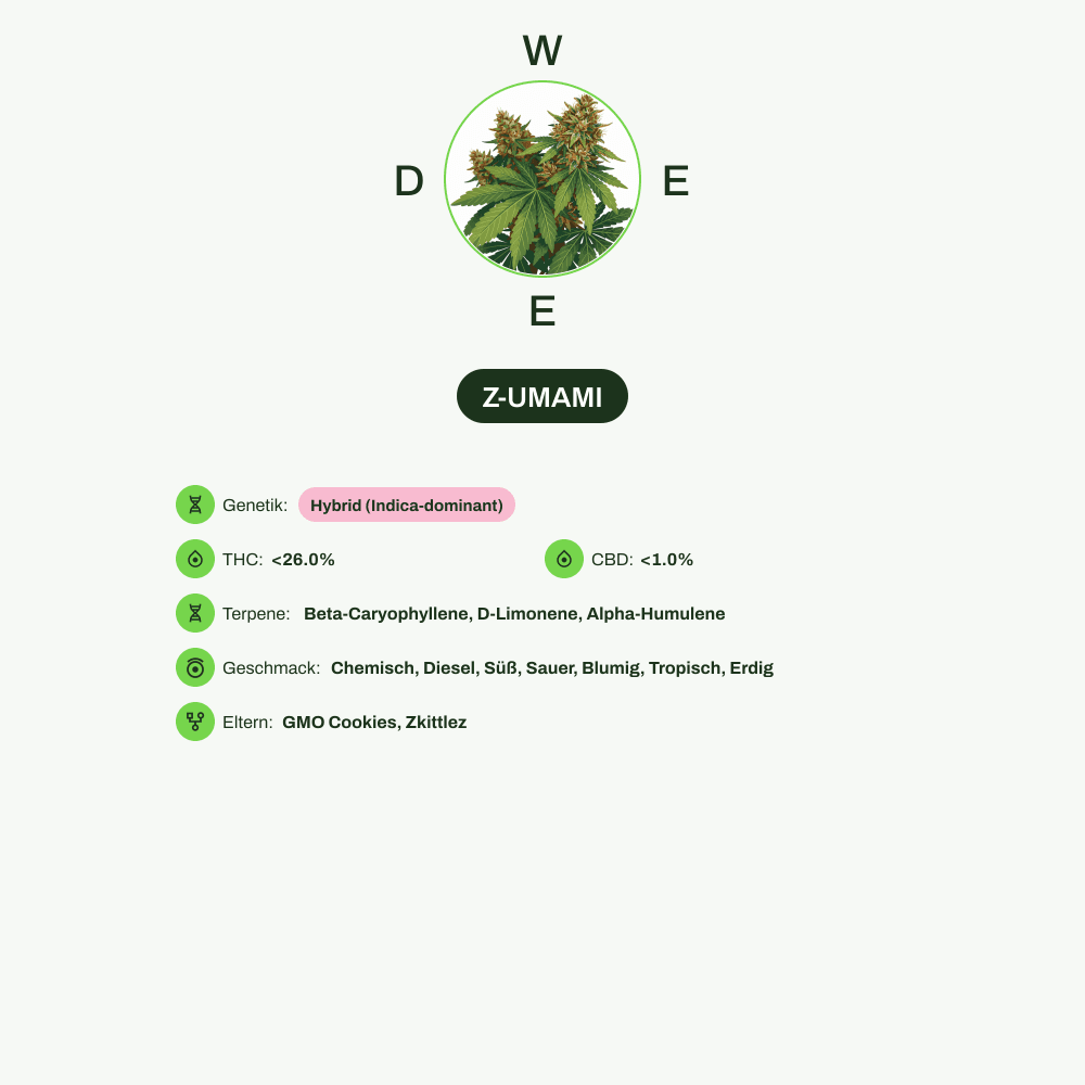 Infografik über THC-Gehalt, CBD-Gehalt, Terpene, Wirkungen, Geschmack von Z-UMAMI