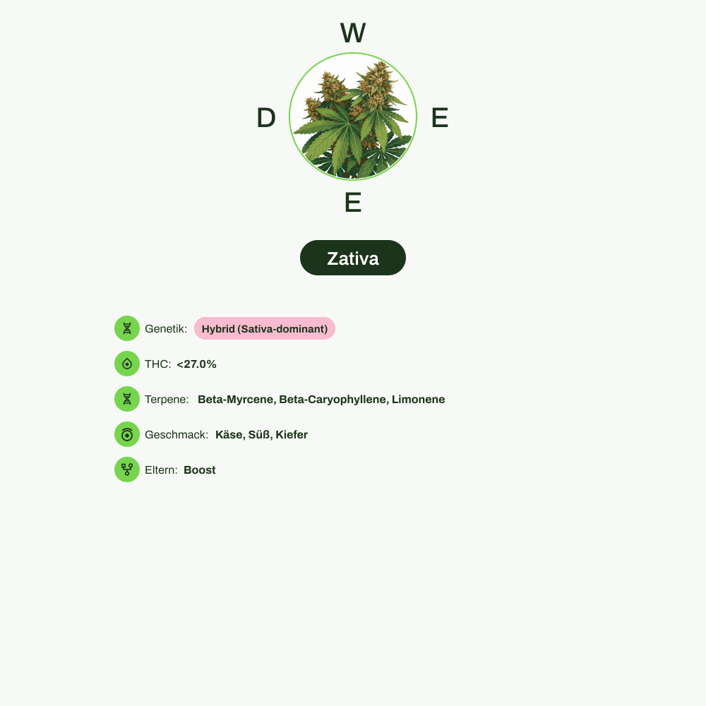 Infografik über THC-Gehalt, CBD-Gehalt, Terpene, Geschmack von Zativa