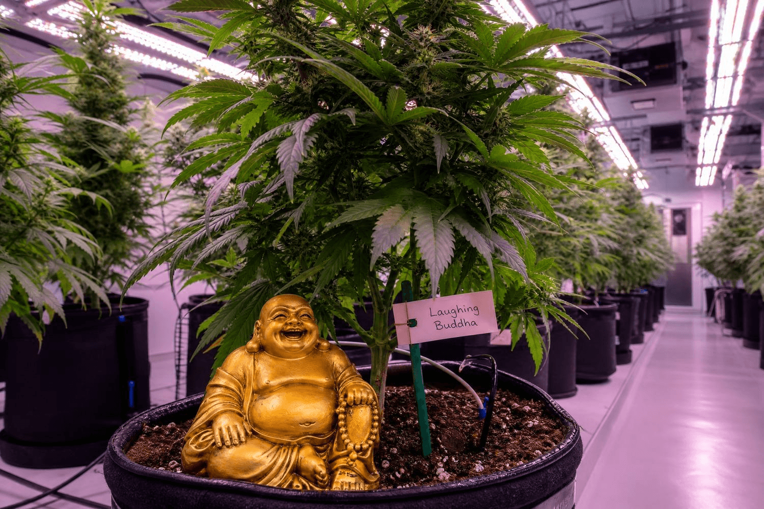 Goldene Laughing-Buddha-Figur im Topf einer blühenden Cannabis-Pflanze mit handgeschriebenem Sortenkärtchen 'Laughing Buddha' – im Hintergrund eine Reihe weiterer Pflanzen unter violettem LED-Licht in einer professionellen Indoor-Anbauanlage