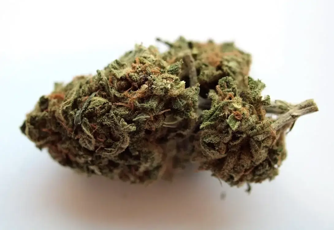 Getrocknete Cannabisblüte mit grünen Blättern und orangefarbenen Härchen