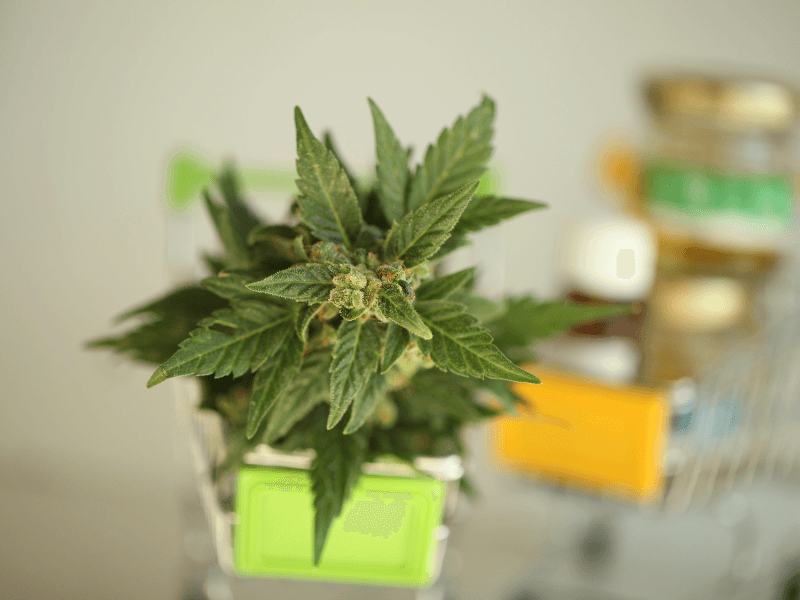 Eine Cannabisblüte in einem kleinen Einkaufswagen