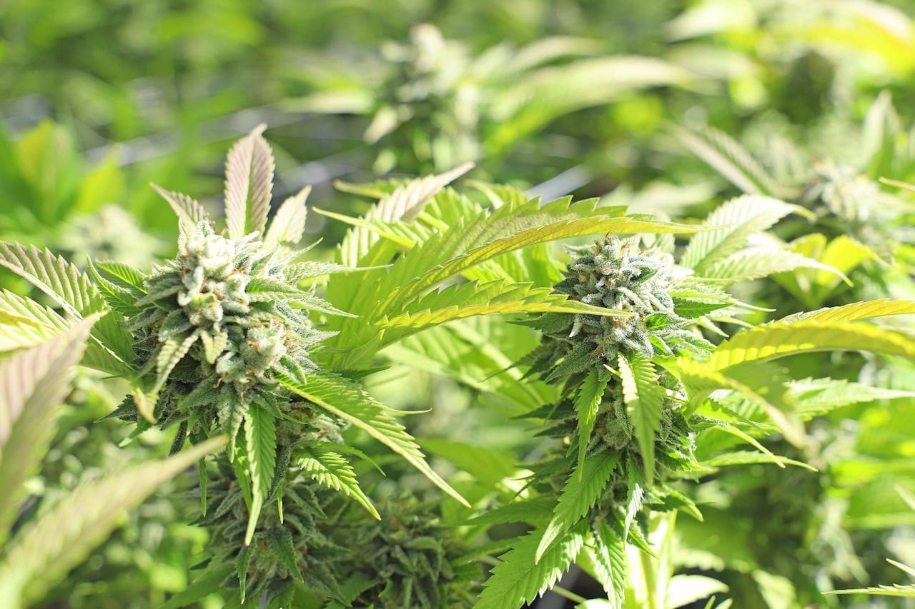 Nahaufnahme grüner Cannabisblüten mit Trichomen und langen Fächerblättern, outdoor angebaut.