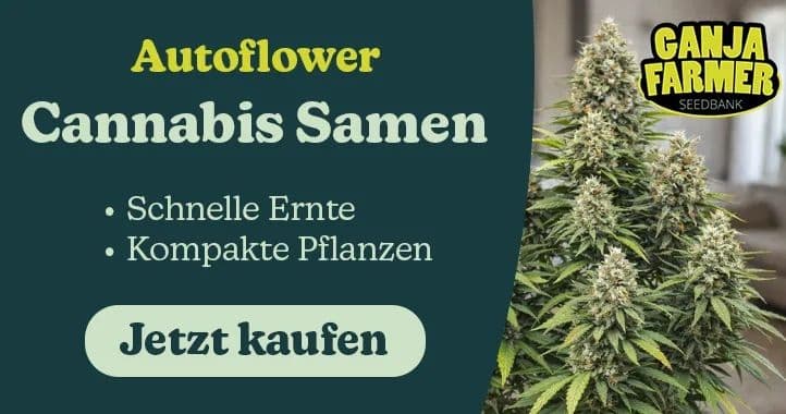 ganja farmer autoflower samen