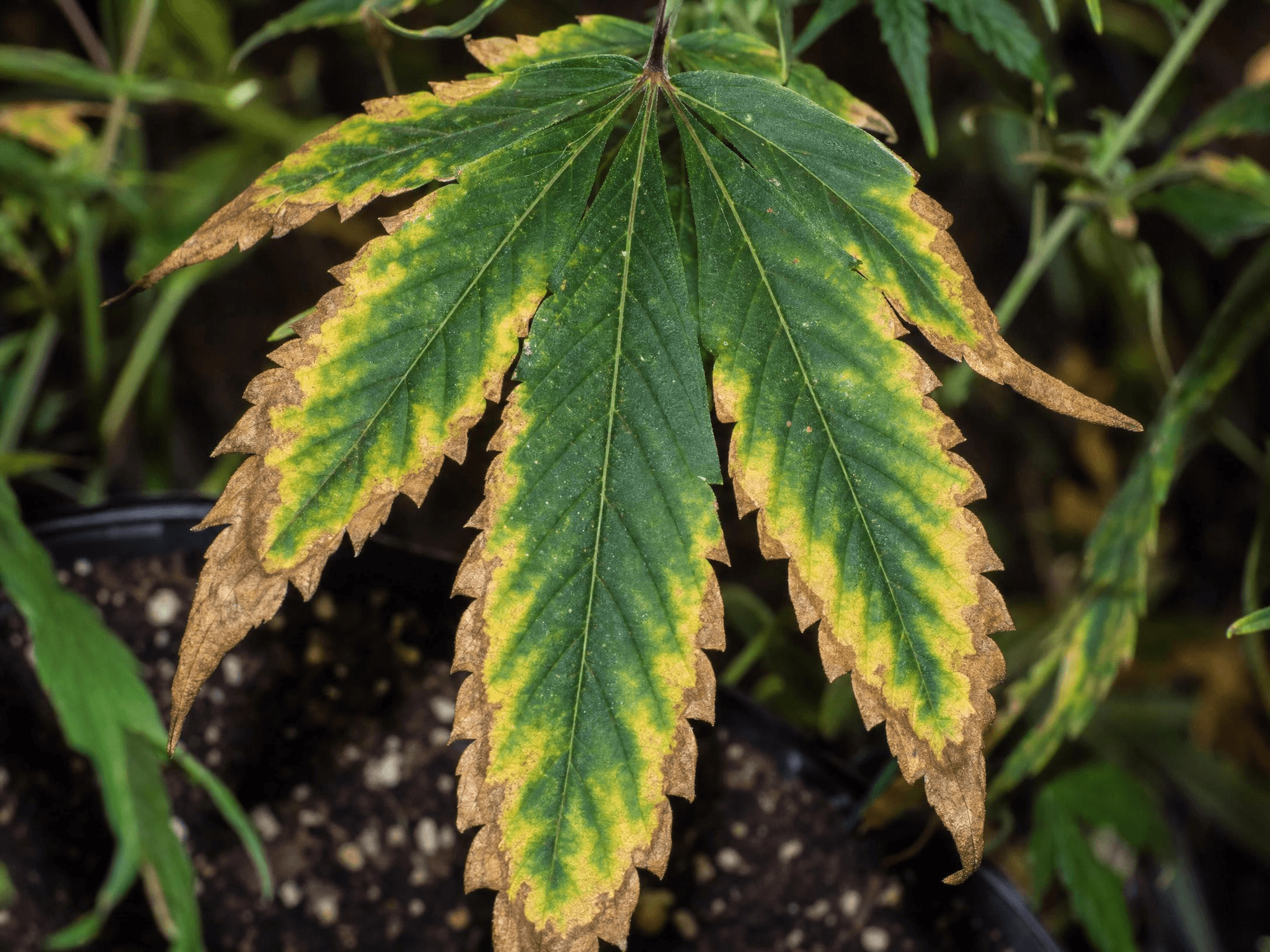 Cannabisblatt mit Kaliummangel