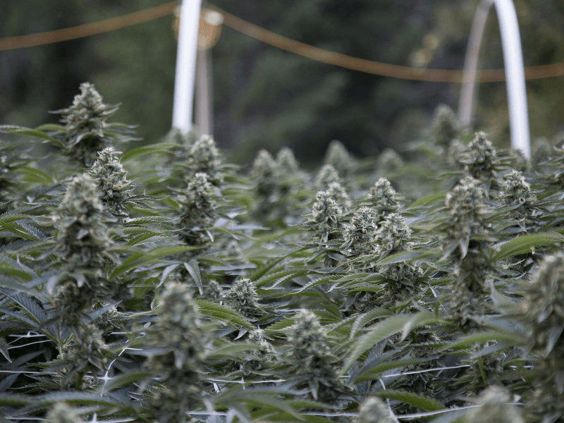 Cannabis in einem gemeinschaftlichen Verein anbauen