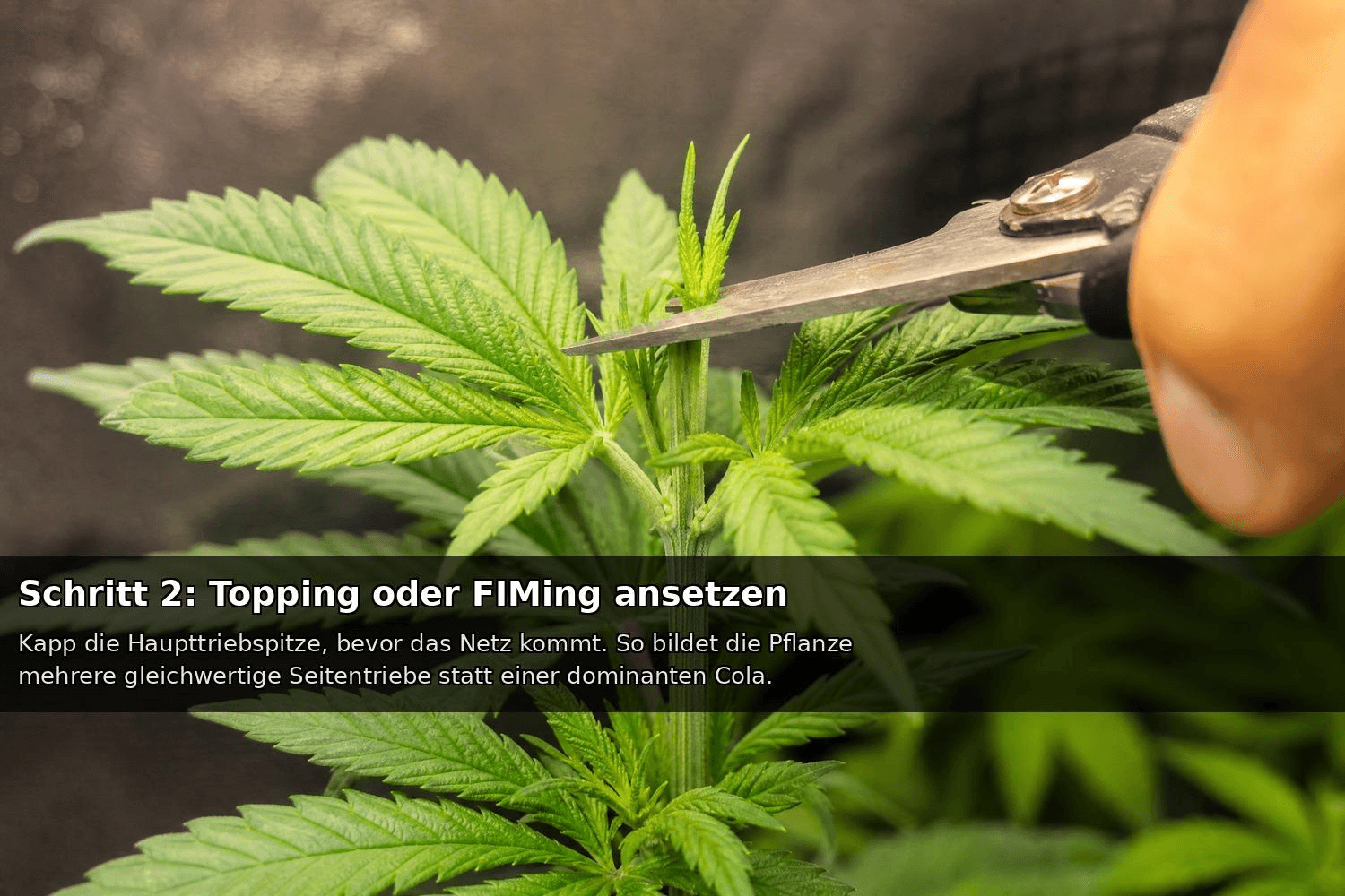 Schere kürzt die Haupttriebspitze einer Cannabispflanze – Topping-Technik zur Förderung gleichmäßiger Seitentriebe für den SCROG-Anbau.