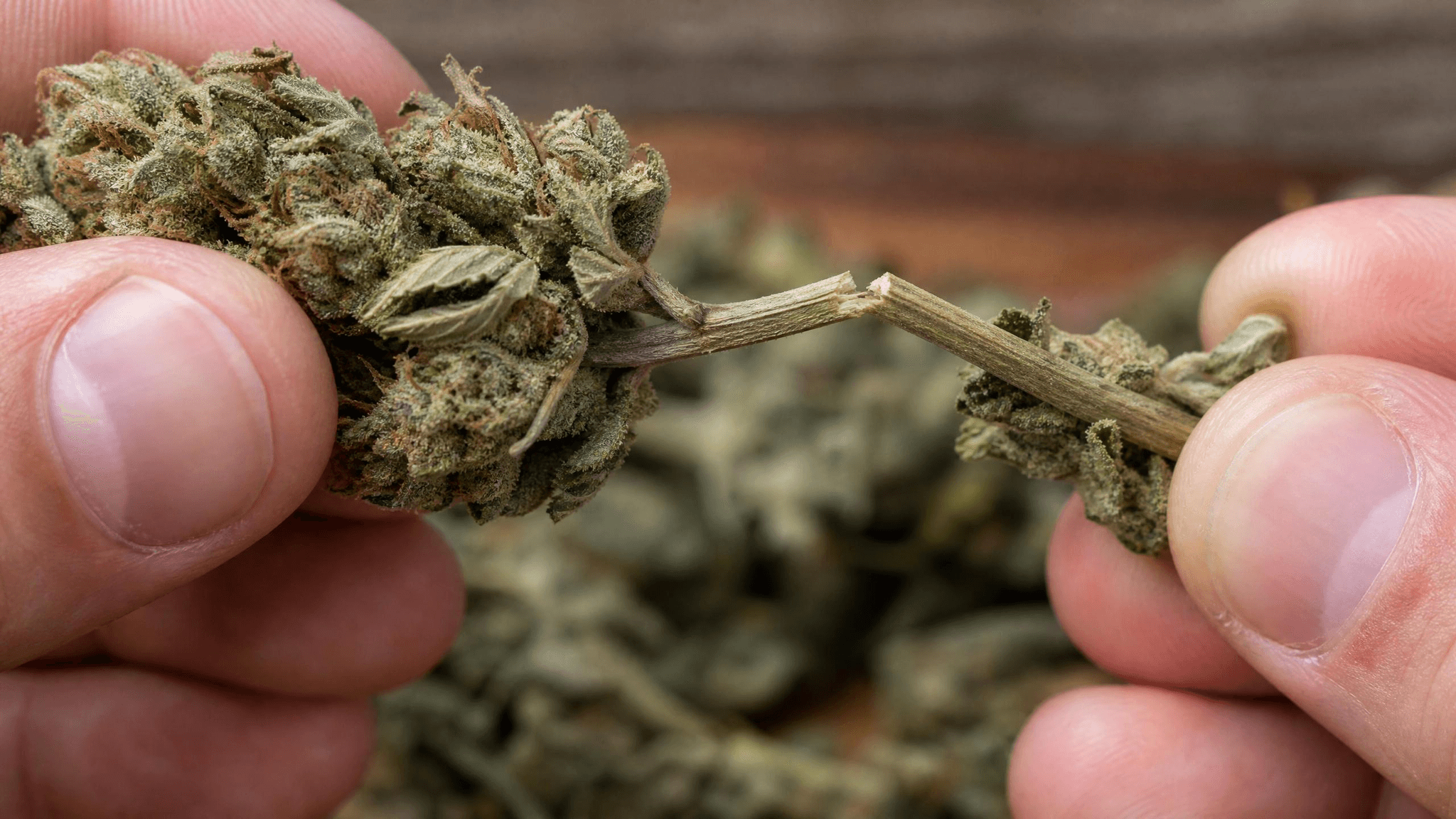 Stieltest beim Cannabis-Trocknen: Ast bricht sauber durch – Blüten sind fermentierbereit