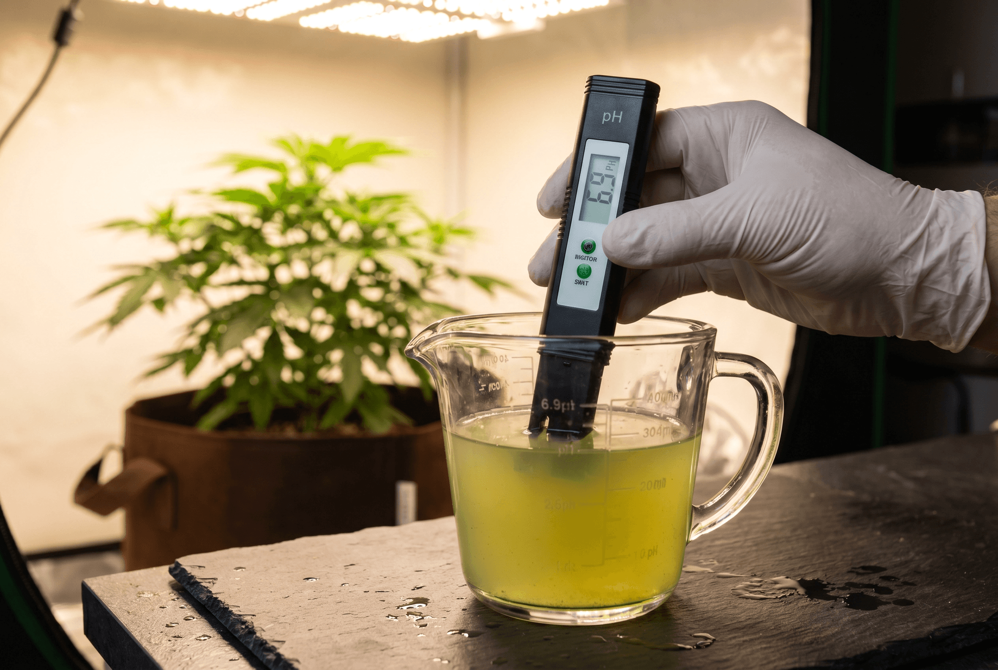 Hand hält ein digitales pH-Messgerät in einen Messbecher mit Nährlösung – pH-Wert-Kontrolle beim Cannabisanbau. Im Hintergrund unscharf eine Cannabispflanze im Fabric Pot unter warmem LED-Licht.