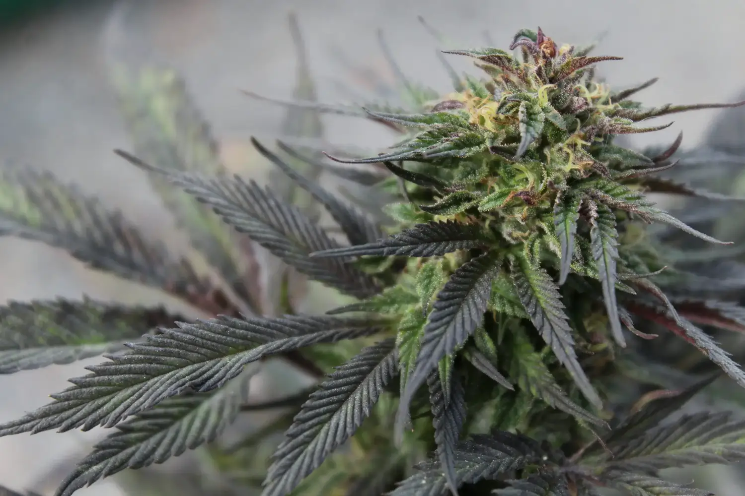 Nahaufnahme einer Cannabisblüte mit dunklen Blättern und sichtbaren Trichomen