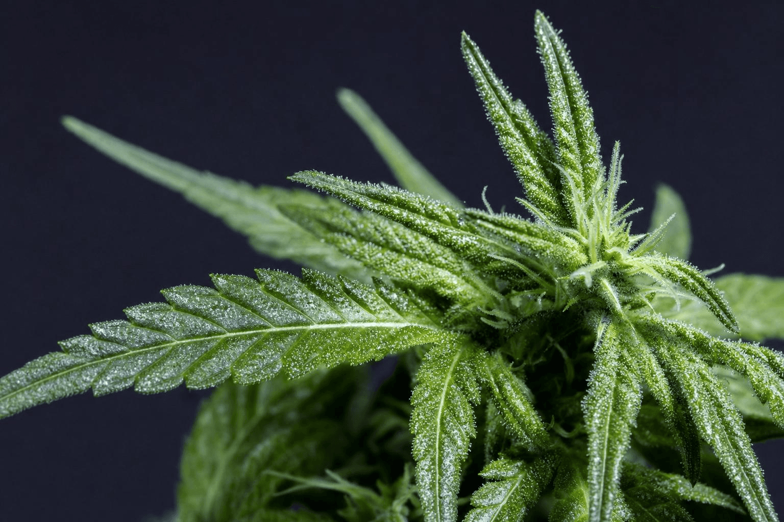 Nahaufnahme einer Cannabis-Pflanze mit sichtbaren Trichomen auf Blättern und Blüte vor dunklem Hintergrund.