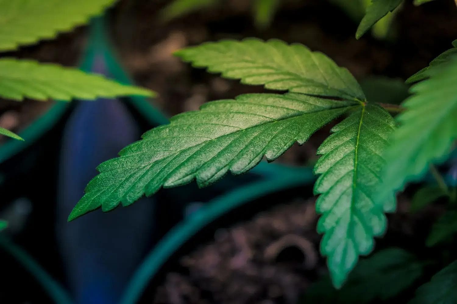 Grünes Cannabisblatt mit gezackten Rändern und sichtbaren Blattadern