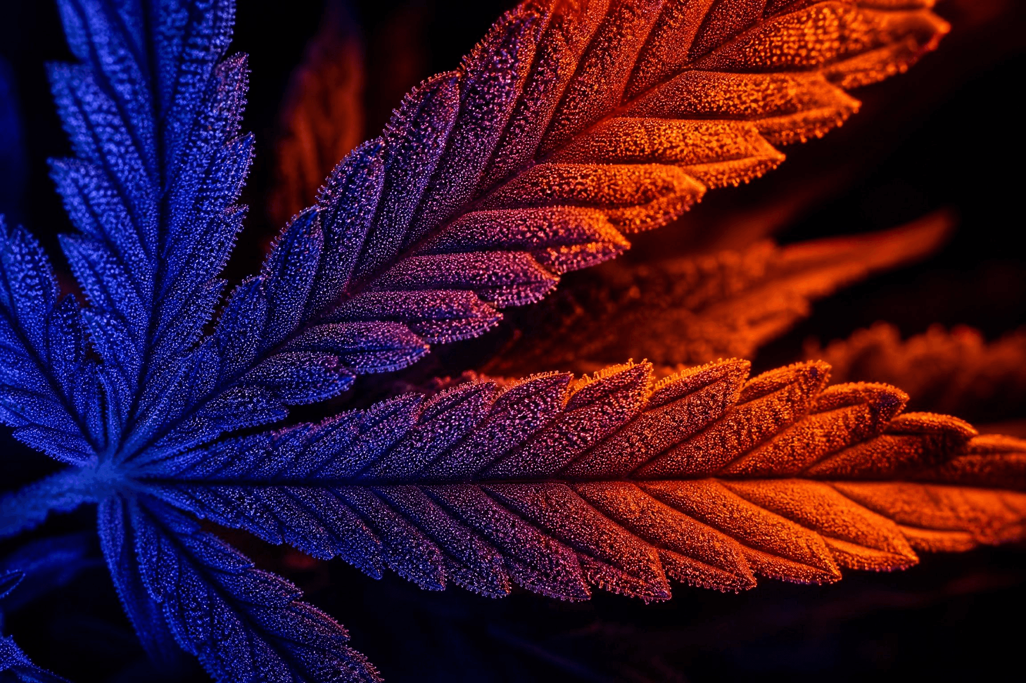 Makroaufnahme eines Cannabisblatts unter blauem Vegetationslicht und rotem Blütelicht – Darstellung der verschiedenen Lichtspektren beim Indoor-Anbau