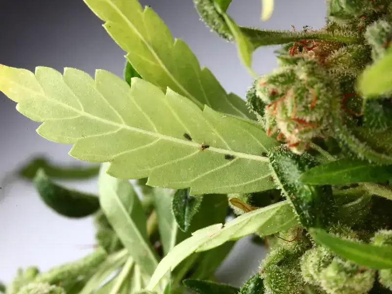 Cannabisblatt mit kleinen schwarzen Schädlingen und harzigen Buds