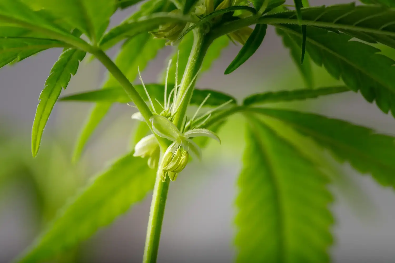 Nahaufnahme männlicher Hanfblüten mit kleinen Pollensäcken am Stängel