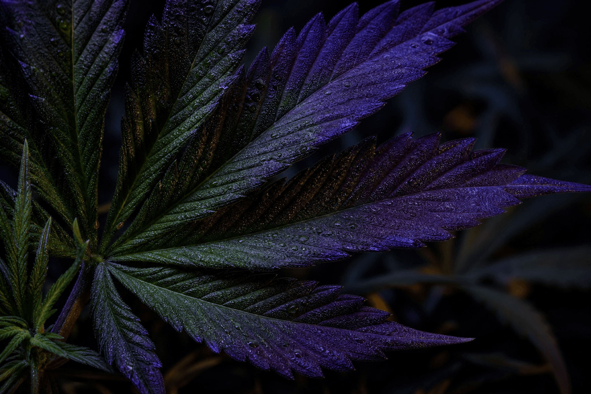 Extreme Makroaufnahme einer violetten Cannabisblüte vor dunklem Hintergrund: dicht bedeckt mit silbrig glitzernden Trichomen und orangefarbenen Stempeln, die intensive Anthocyan-Färbung zeigt die genetisch bedingte Pigmentierung einer lila Cannabis-Sorte in der Spätblüte.